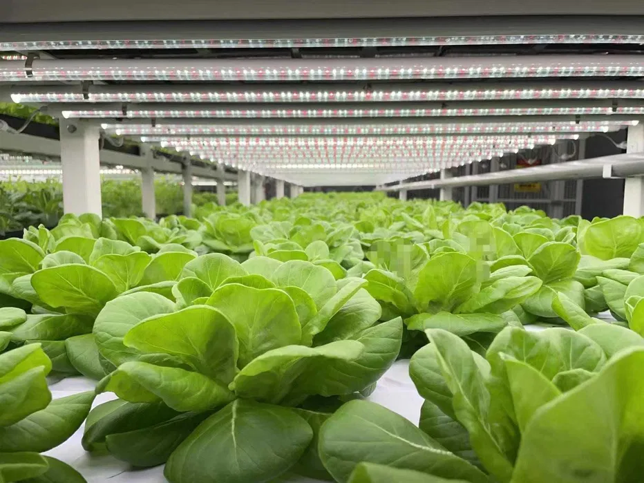 Фитолампа 18 Вт. Дневной спектр